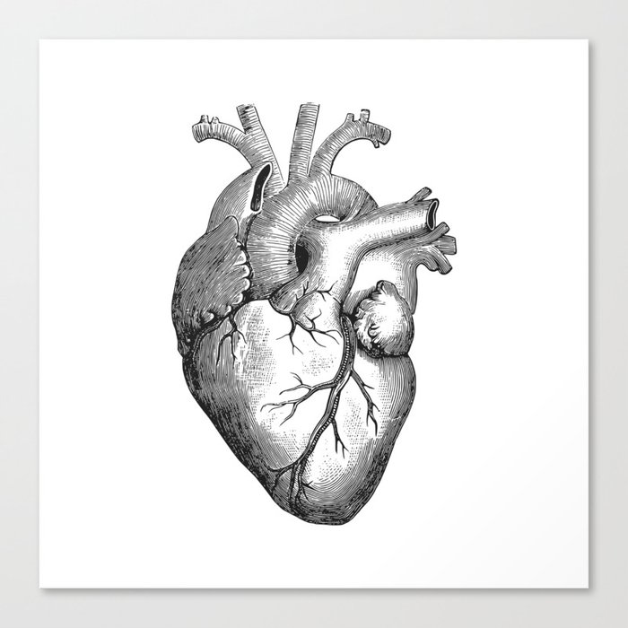 Real Anatomical Human Heart Drawing Canvas Print