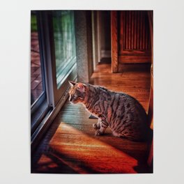 Cat in a House Poster