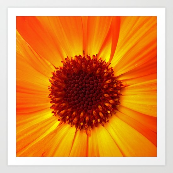 marigold macro Art Print