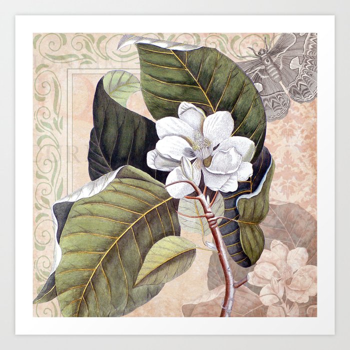 Vintage White Magnolia Art Print