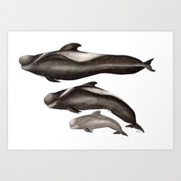 Short-finned pilot whale (Globicephala macrorhynchus) Art Print
