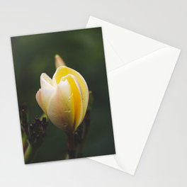 Yellow & White Plumeria bloom Stationery Cards