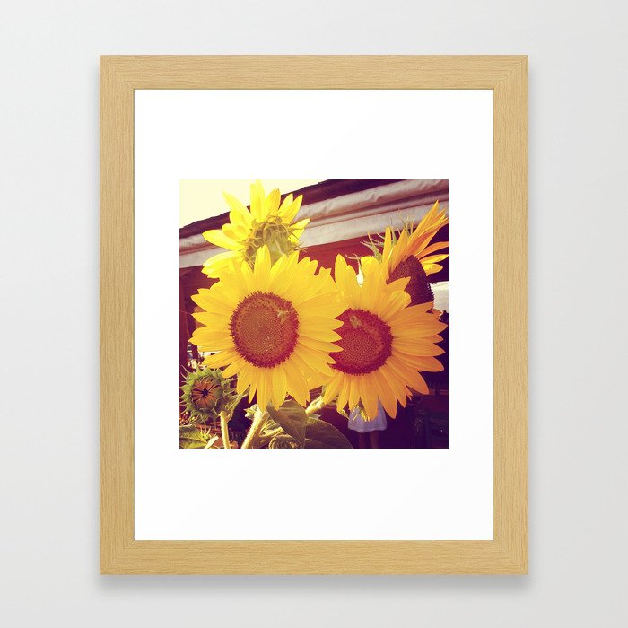 Sunflowers in the sun Framed Art Print
