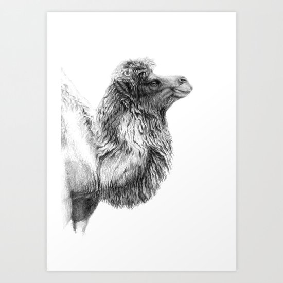 Bactrian Camel G079 Art Print