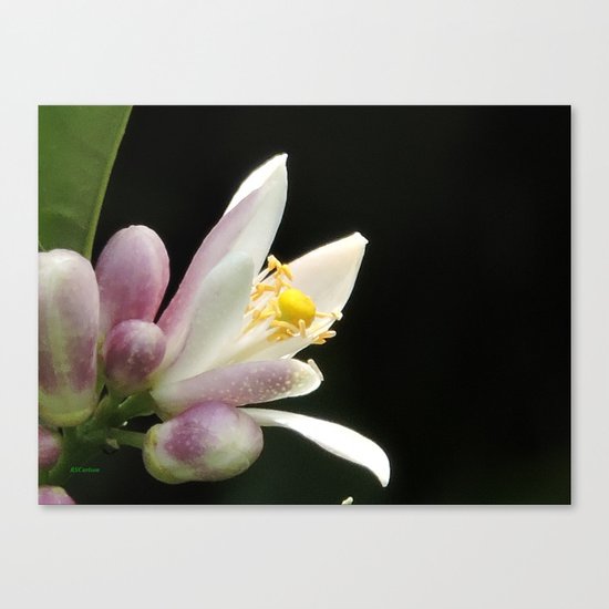 Lemon Buds Canvas Print