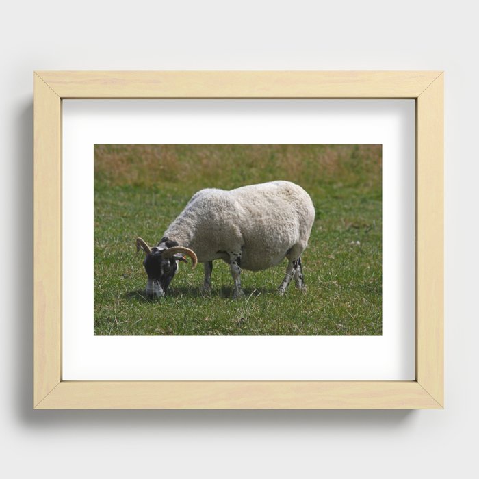 Sheep Baaaaa... Recessed Framed Print