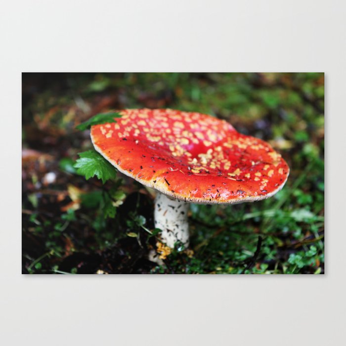 Mushroom Beauty Canvas Print