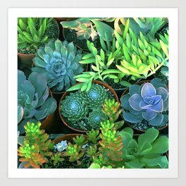 Precious Petite Pots Of Colorful Succulents Art Print