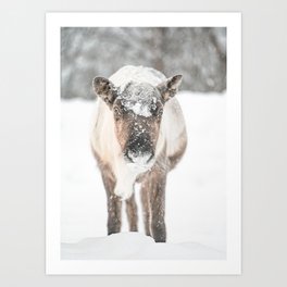 Cute Reindeer in the Snow Photo | Winter in Norway Art Print | Animal Travel Photography Art Print
