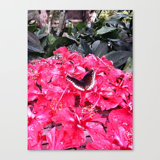 Butterfly Canvas Print