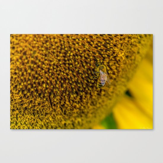 BzzzZzzzZzzz Canvas Print