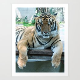 Sleepy Bengal Tiger Art Print
