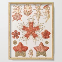 Vintage Print - Haeckel - Art Forms of Nature (1904): Asteridea / Star Fish / Sea Stars Serving Tray