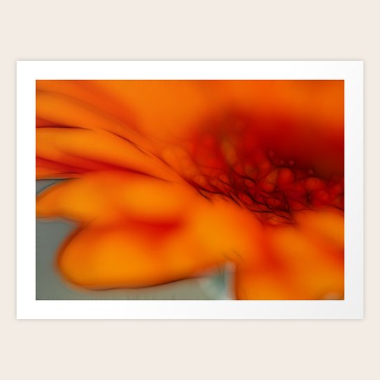 Orange Gerbera Art Print
