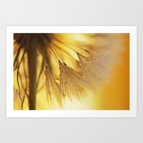 Dandelion Light Art Print