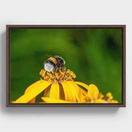 Bumblebee Collecting Nectar Macro Photography Framed Canvas