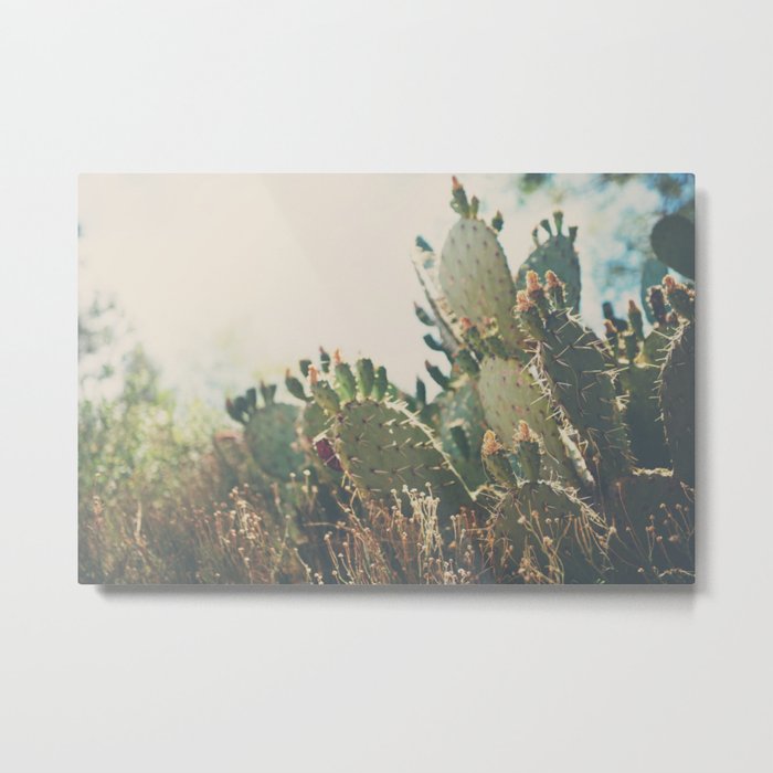 desert prickly pear cactus ... Metal Print