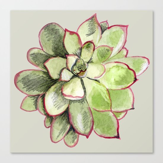 Echeveria Canvas Print