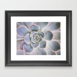 Nature Photography | Cactus Art | Pink and Blue Succulent | Plant | Botanical Framed Art Print