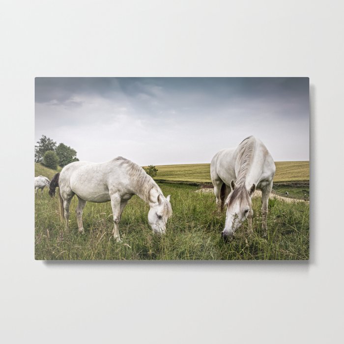 Horses grazing in a country of northern Europe Metal Print