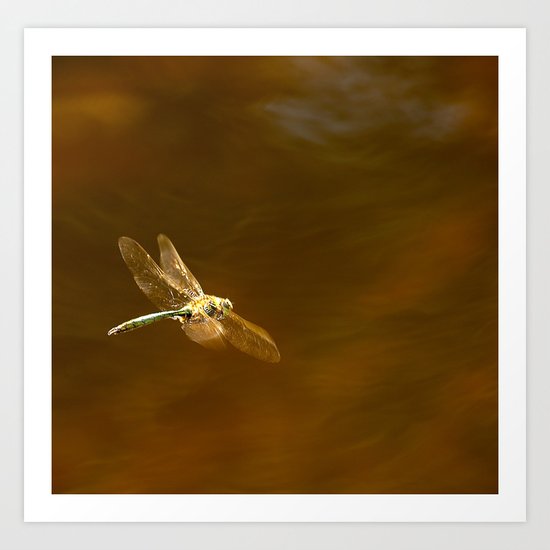 Dragonfly In Flight Art Print