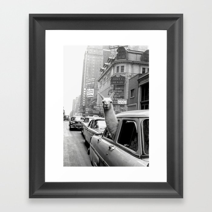 Llama Riding In Taxi Black And White Vintage Print Framed Art Print By Vintagevault Society6