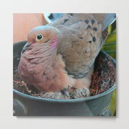 Baby Bird Peeking out at the World Metal Print