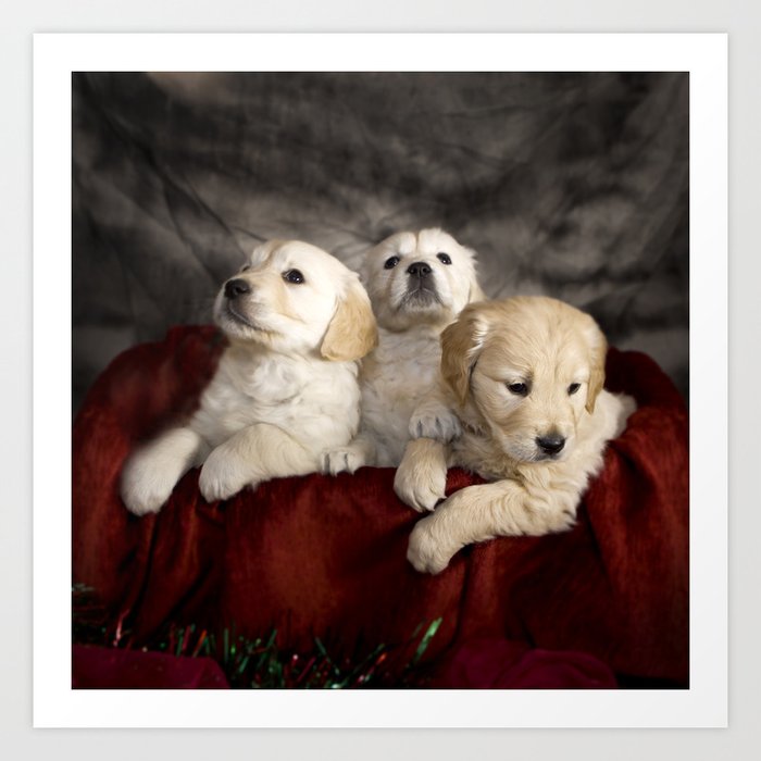 Cute labrador puppies Art Print