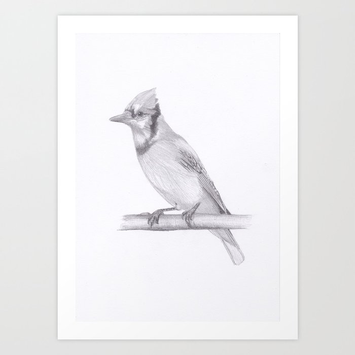 Blue Jay Drawing Art Print By Moii Arts Society6 Blue Jay Drawing Art Print By Moii Arts Society6