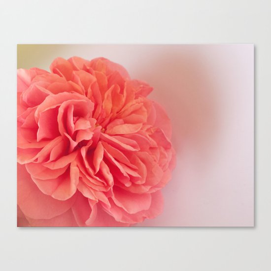 A Touch of Love - Pink Rose #2 #art #society6 Canvas Print