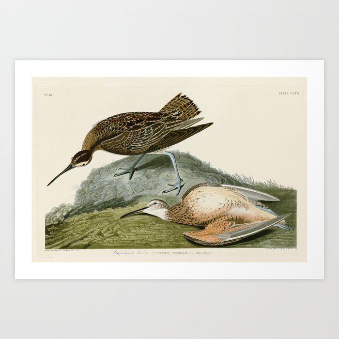 Esquimaux Curlew - John James Audubon Birds of America Art Print