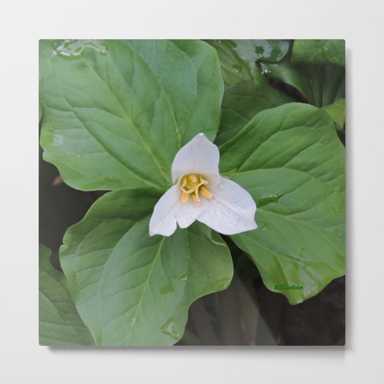 Trillium 2 Metal Print