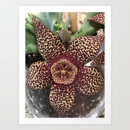 Starfish Plant - Stapelia Variegata Art Print | Photo, Unusual, Stapelia, Succulent, Color, Cactus, Stapeliavariegata, Starfishplant, Orbea, Variegata 