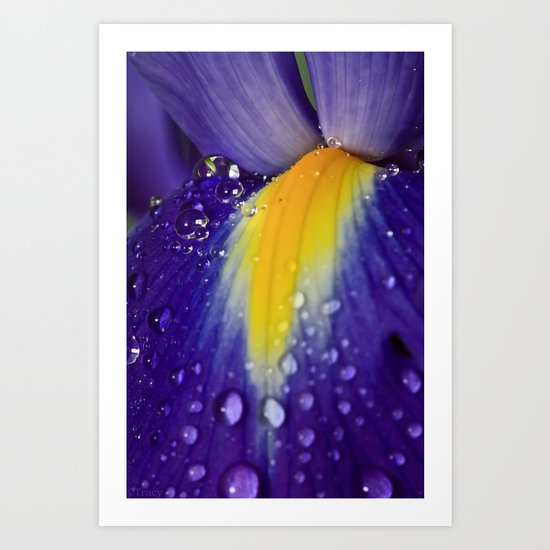 Purple Iris Art Print