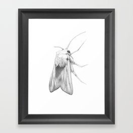 Moth  Framed Art Print