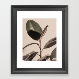 Rubber Plant Fig. 03 Framed Art Print