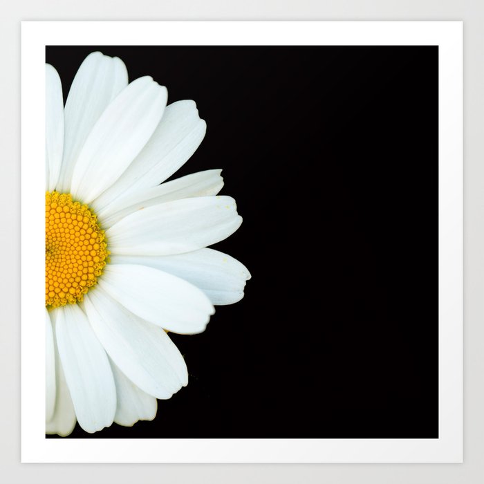Hello Daisy - White Flower Black Background #decor #society6 #buyart Art Print