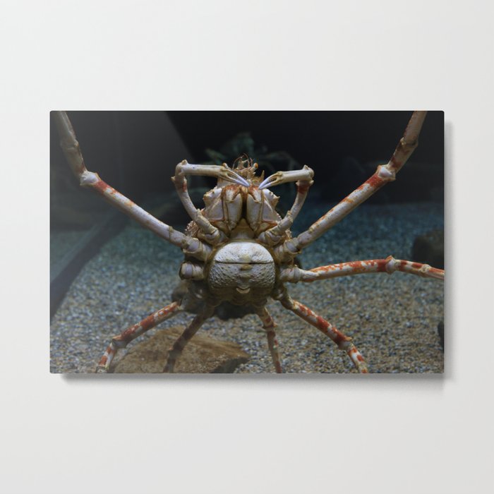Alaskan King Crab Metal Print