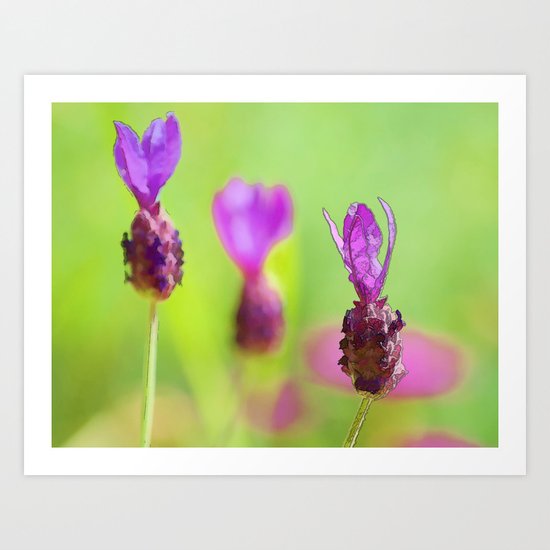 Lavender Bud Painting Art Print