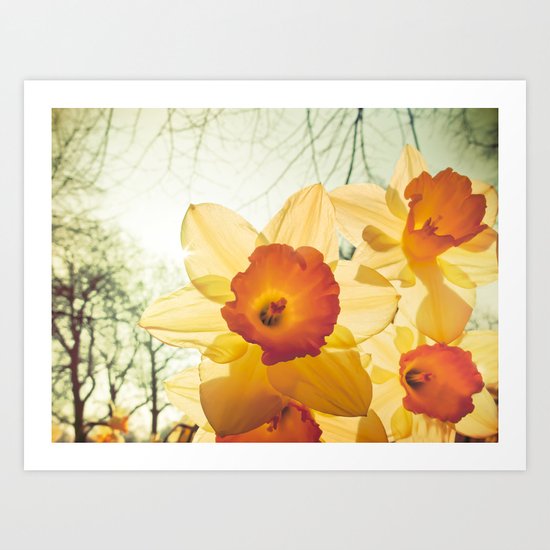 Daffodil Art Print