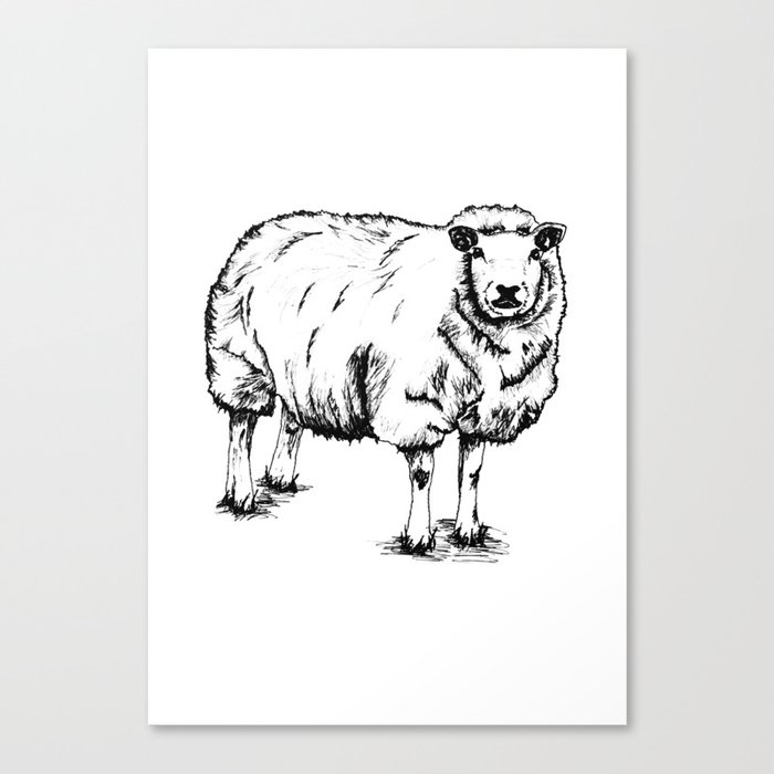 Sheep Sheep. Canvas Print
