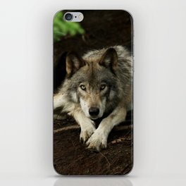 Intense Timber Wolf iPhone Skin