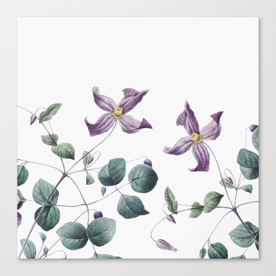 Vintage botanic II Canvas Print
