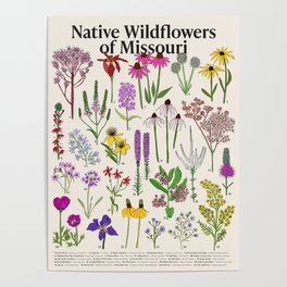 Native Missouri Wildflowers Poster