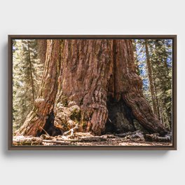 The Majestic Giant Framed Canvas
