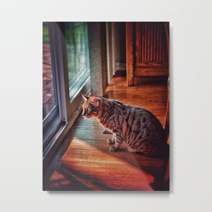 Cat in a House Metal Print