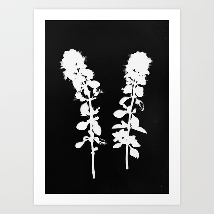 Botanical Photogram Art Print