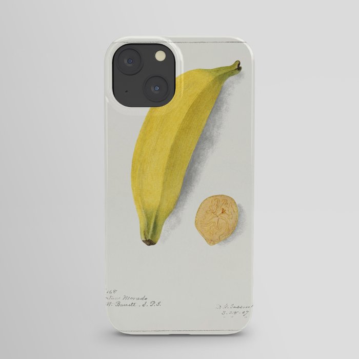 Banana (Musa) (1907) by Deborah Griscom Passmore. iPhone Case