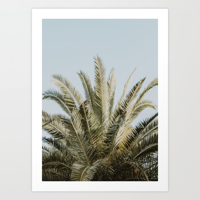Palm Tree Leafs Photography Art Print
