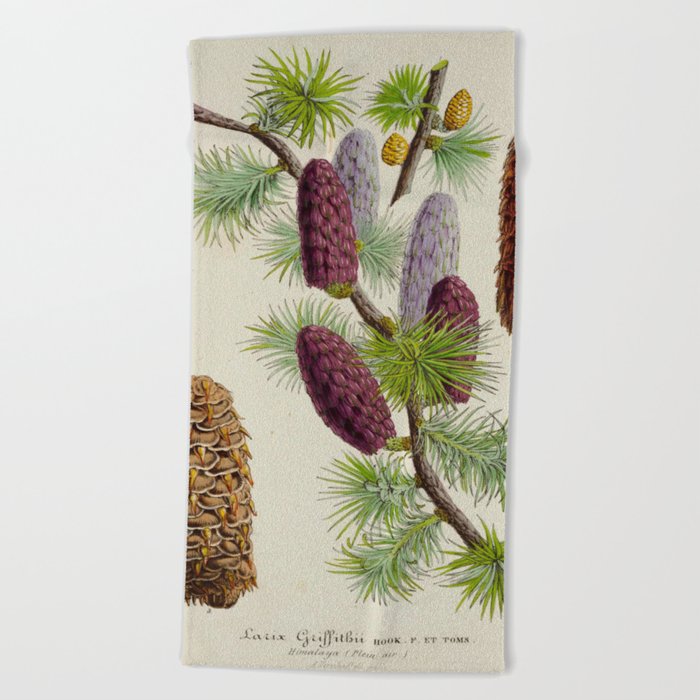 Pine Cone Larix Griffithii Vintage Botanical Floral Flower Plant Scientific Illustration Beach Towel